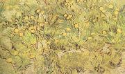 A Field of Yellow Flowers (nn04)